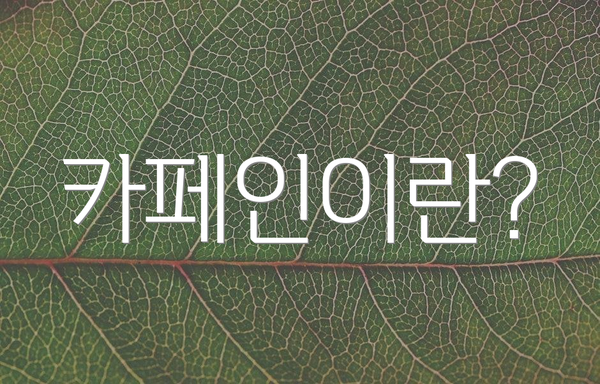 카페인이란?